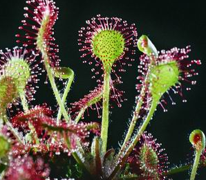 Sundew Extract